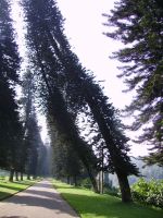 tuulien muokkaamat puut, kasvitieteellisestä puutarhasta